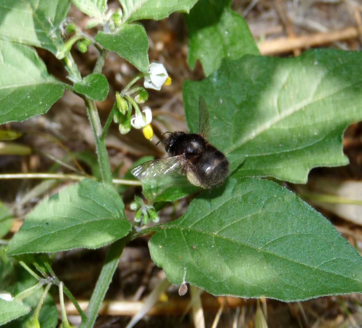 Anthophora nera (femmina di Anthophora plumipes?)